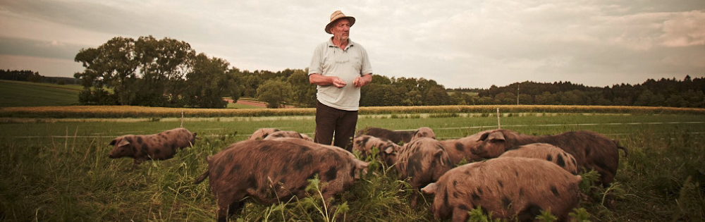 Fleisch direkt vom Bio Bauern