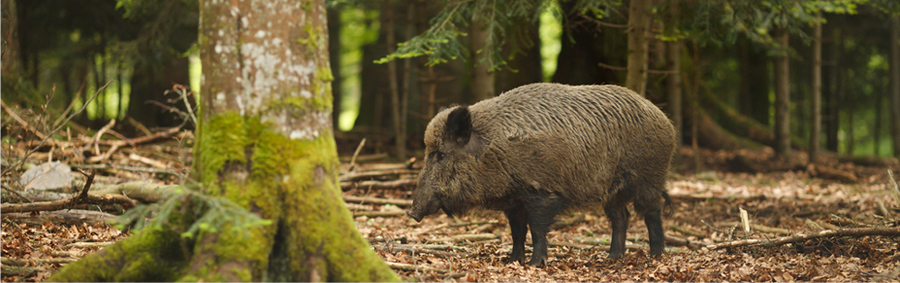 Titelbild-Wildschwein1