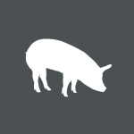 Icon Bio-Schwein