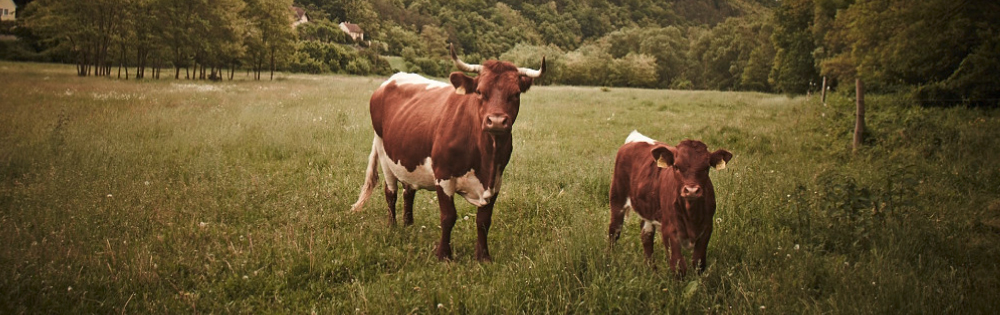 Kalb mit Kuh auf der Weide