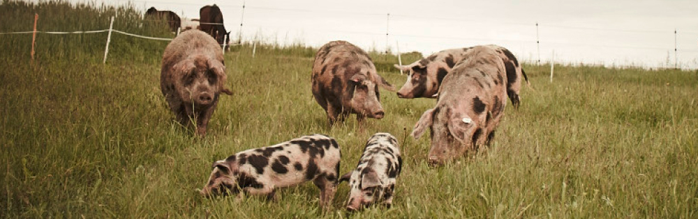 Bio-Schweine auf der Wiese