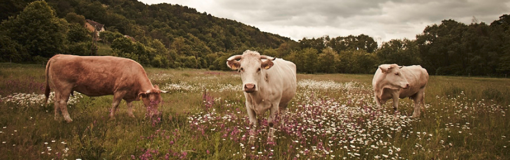 Waldviertler-Blondvieh auf der Wiese