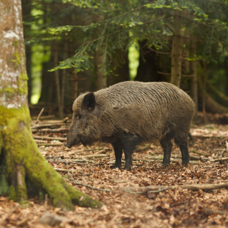 Lungenbraten vom Wildschwein - Porcella