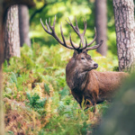 Hirsch