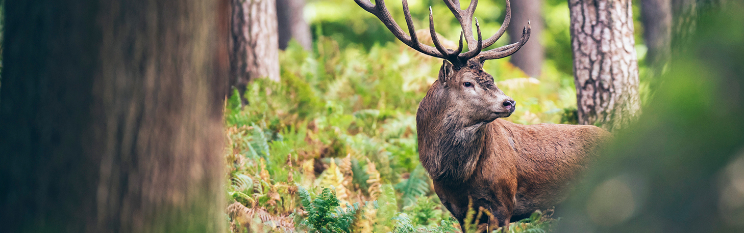 Hirsch im Wald