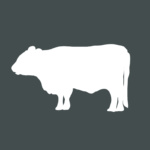 Icon Galloway-Rind