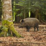 Wildschwein