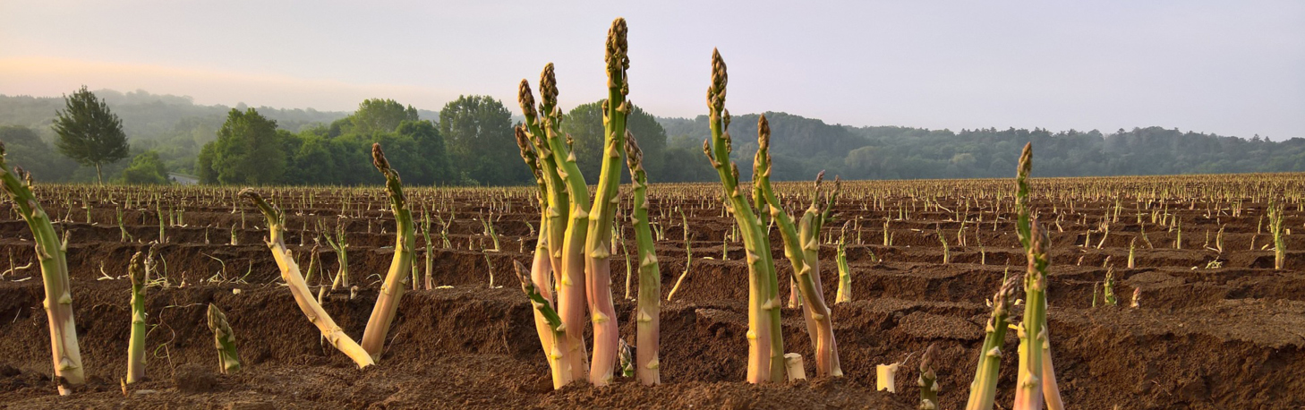 Bio-Spargel von Brandenstein, (c) Christian Bueltemann auf Pixabay