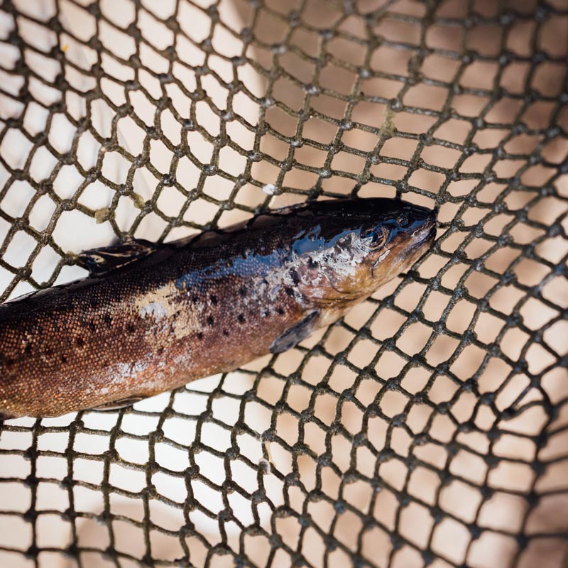 Fisch Online Kaufen Test Fisch Online Kaufen Test