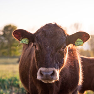 Angus-Rind