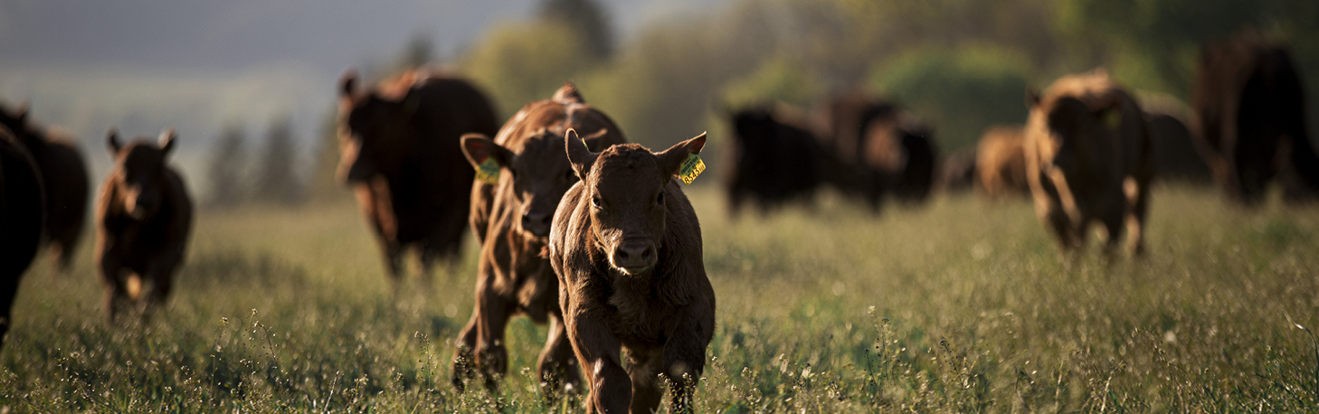 Kategoriebild Bio-Angus